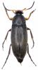 Anaspis frontalis